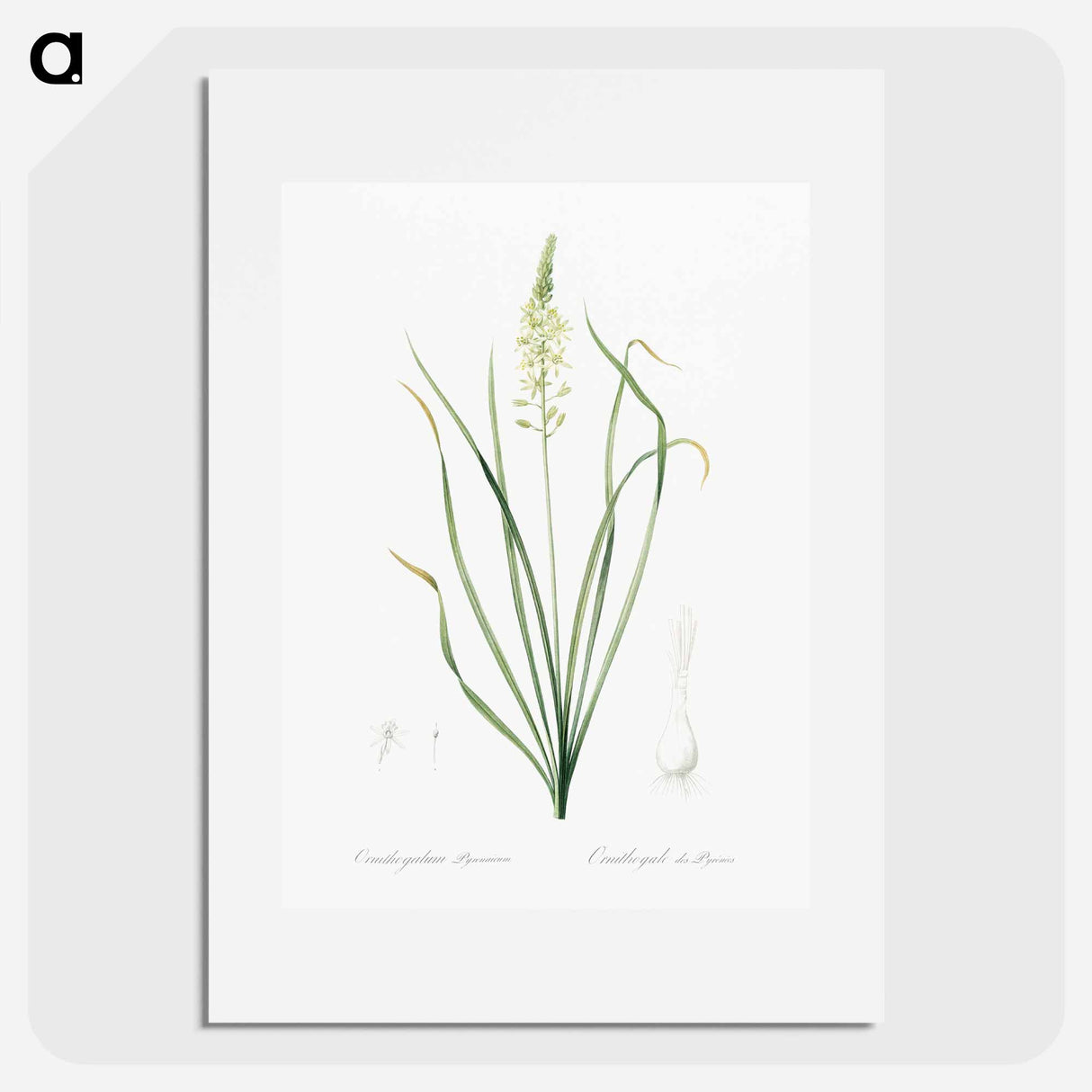 Wild asparagus illustration - Pierre Joseph Redouté Poster.
