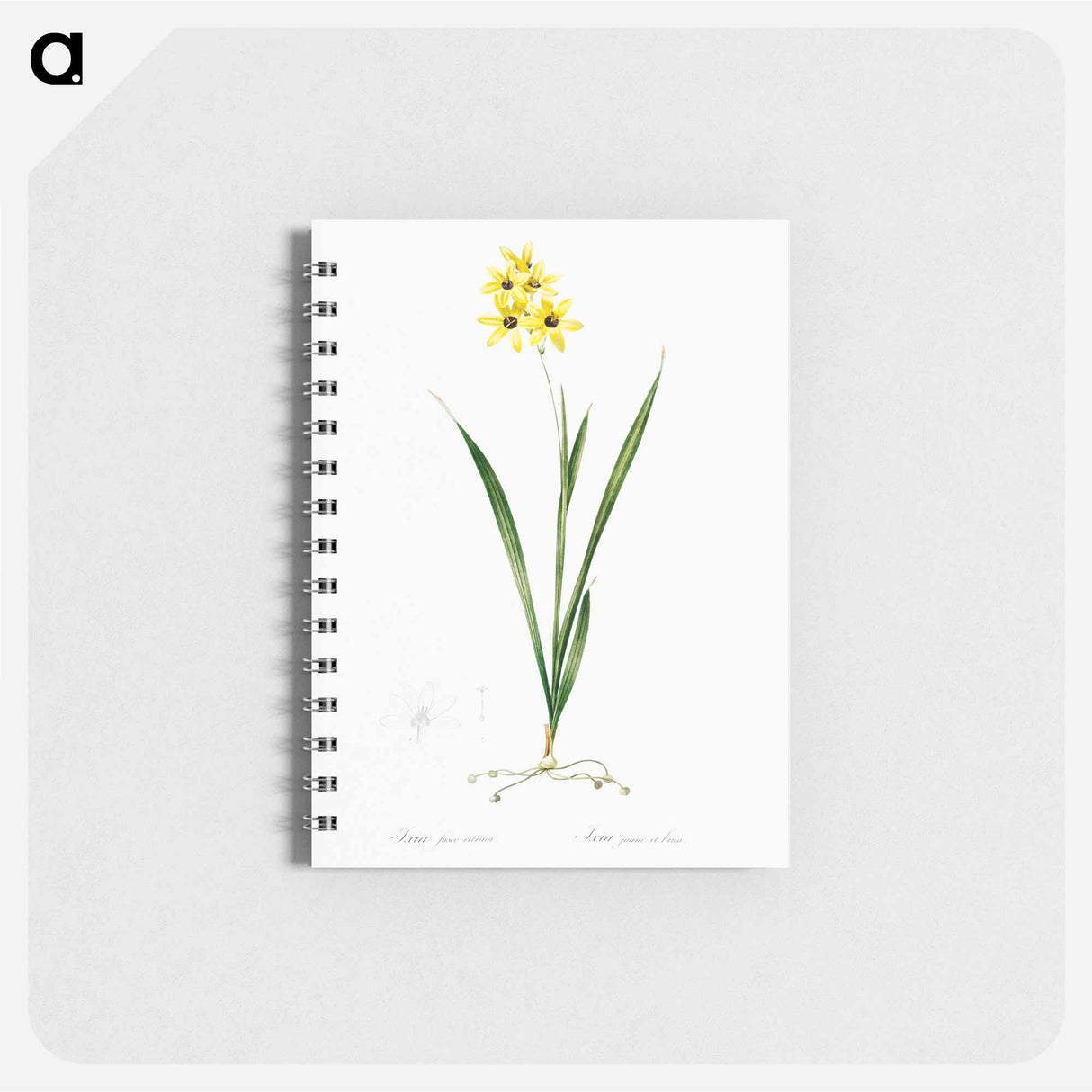 Ixia fusco citrina - ピエール ジョゼフ ルドゥーテ Memo.