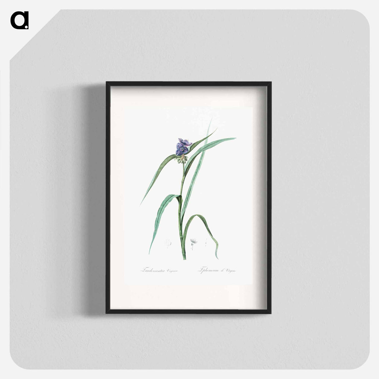 Virginia spiderwort - Pierre Joseph Redouté Poster.