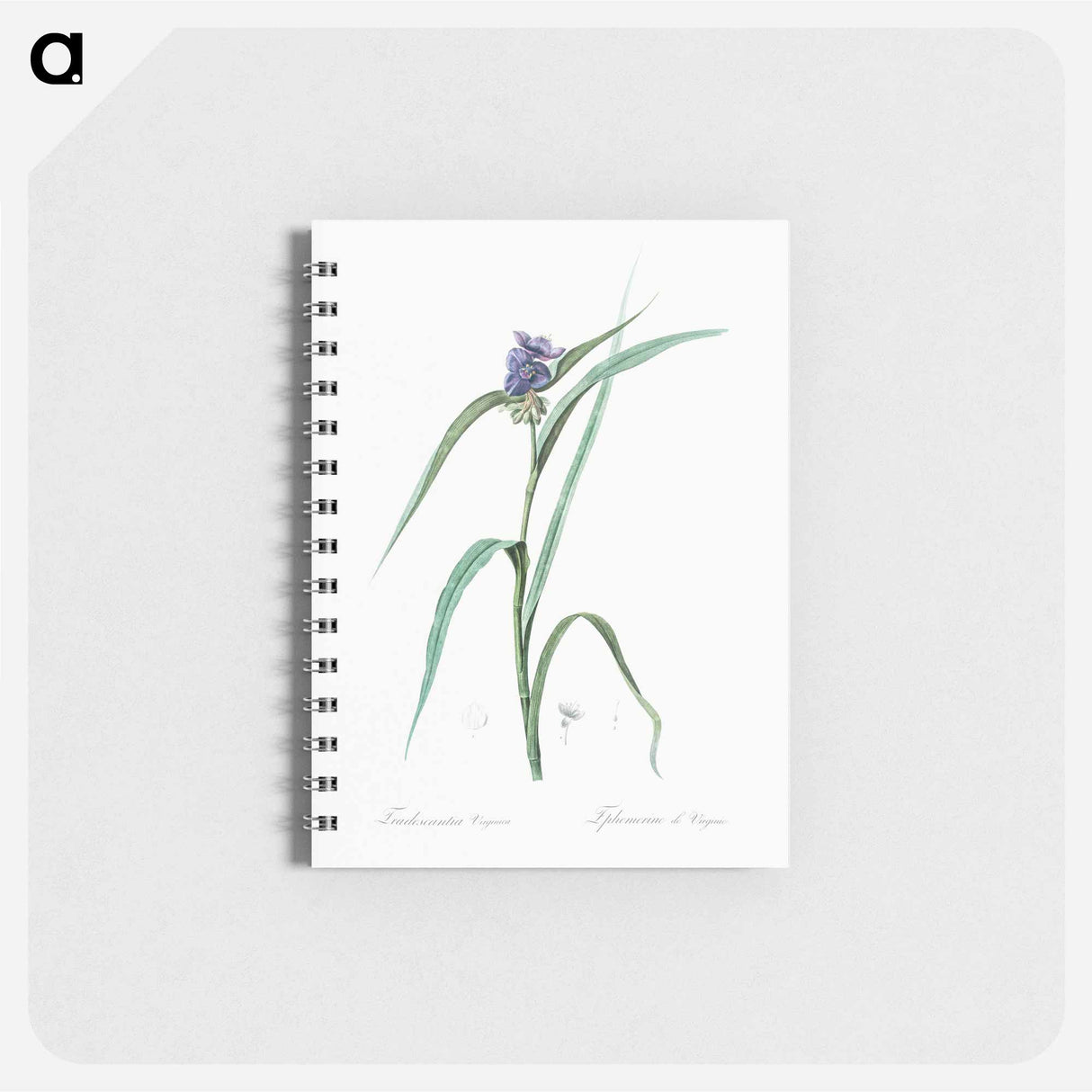 Virginia spiderwort - ピエール ジョゼフ ルドゥーテ Memo.