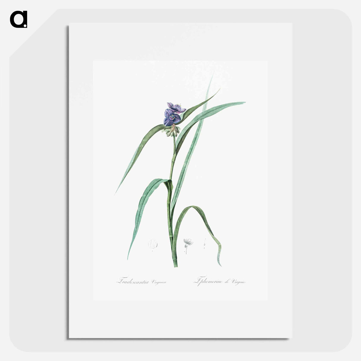 Virginia spiderwort - Pierre Joseph Redouté Poster.