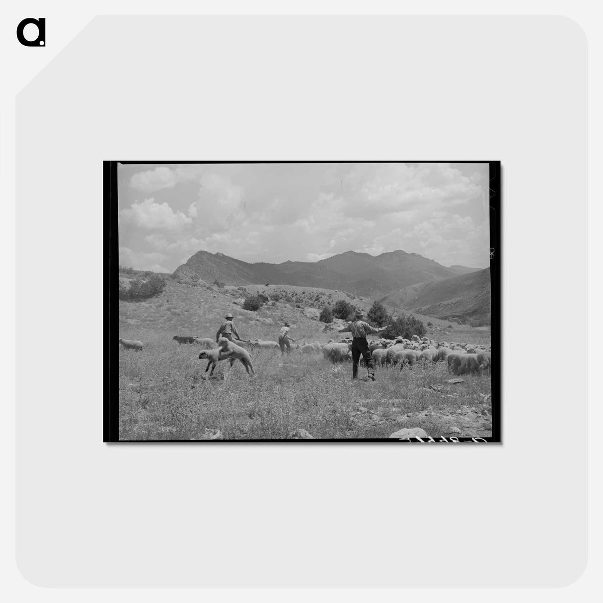 アートポストカード-Driving Fat Lambs to Cimarron
- ラッセル リー Postcard.
