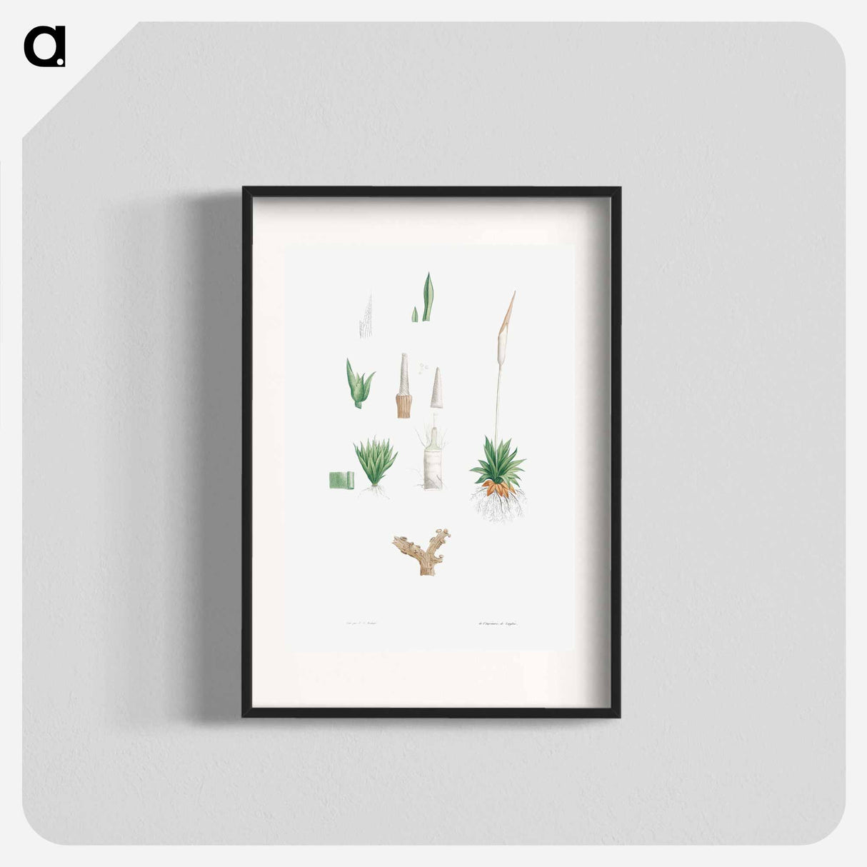 アートポスター-Botanical roots and leaves - ピエール ジョゼフ ルドゥーテ Poster.