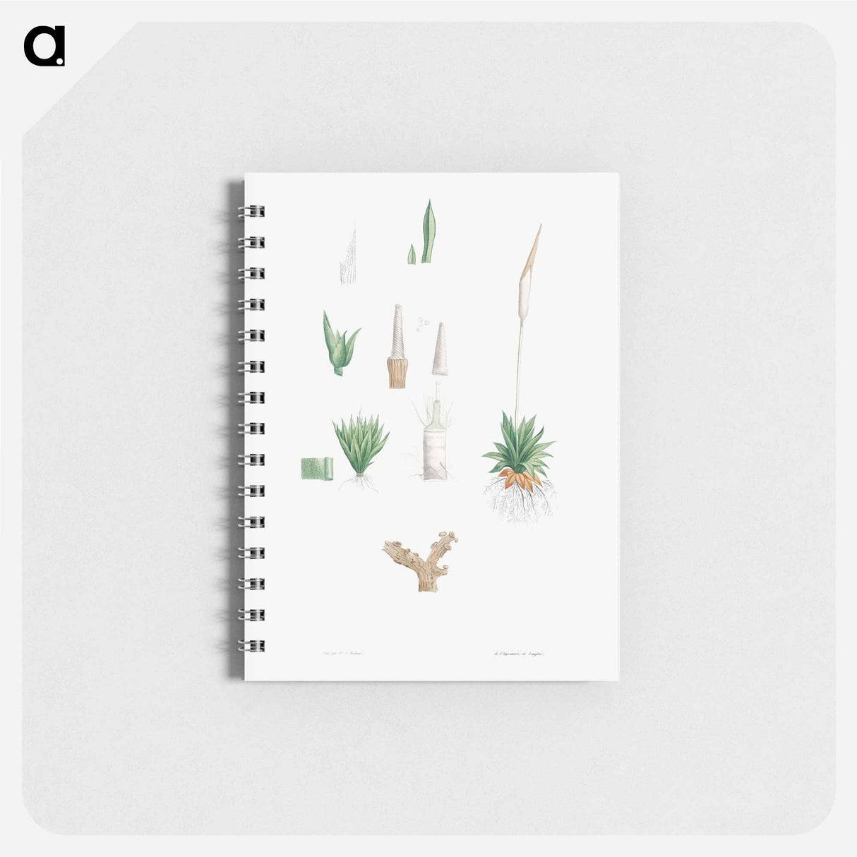 アートメモ帳-Botanical roots and leaves - ピエール ジョゼフ ルドゥーテ Memo.