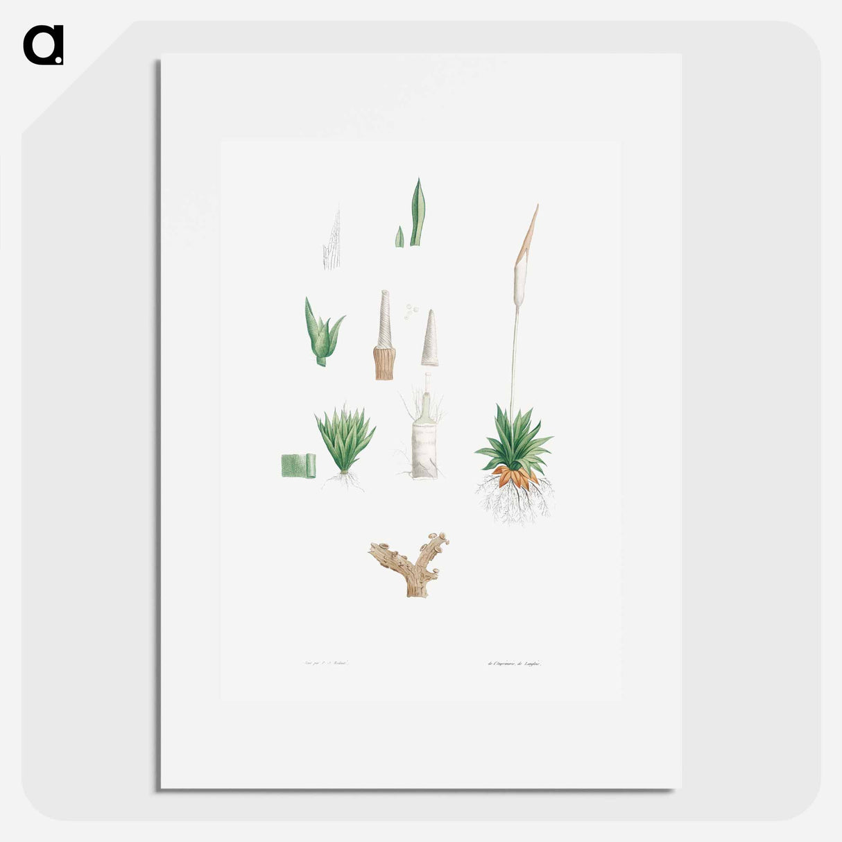 アートポスター-Botanical roots and leaves - ピエール ジョゼフ ルドゥーテ Poster.