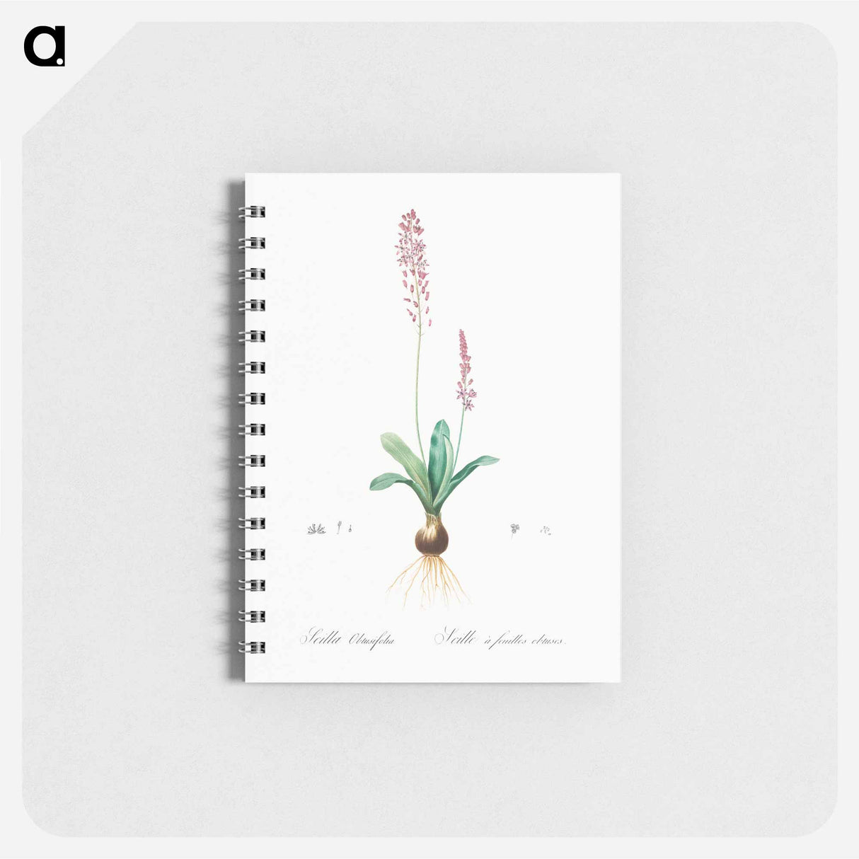 Scilla obtusifolia illustration from Les liliacées - ピエール ジョゼフ ルドゥーテ Memo.