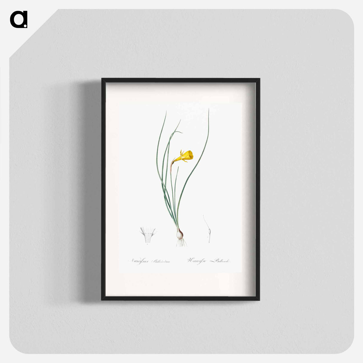 Daffodil illustration - Pierre Joseph Redouté Poster.
