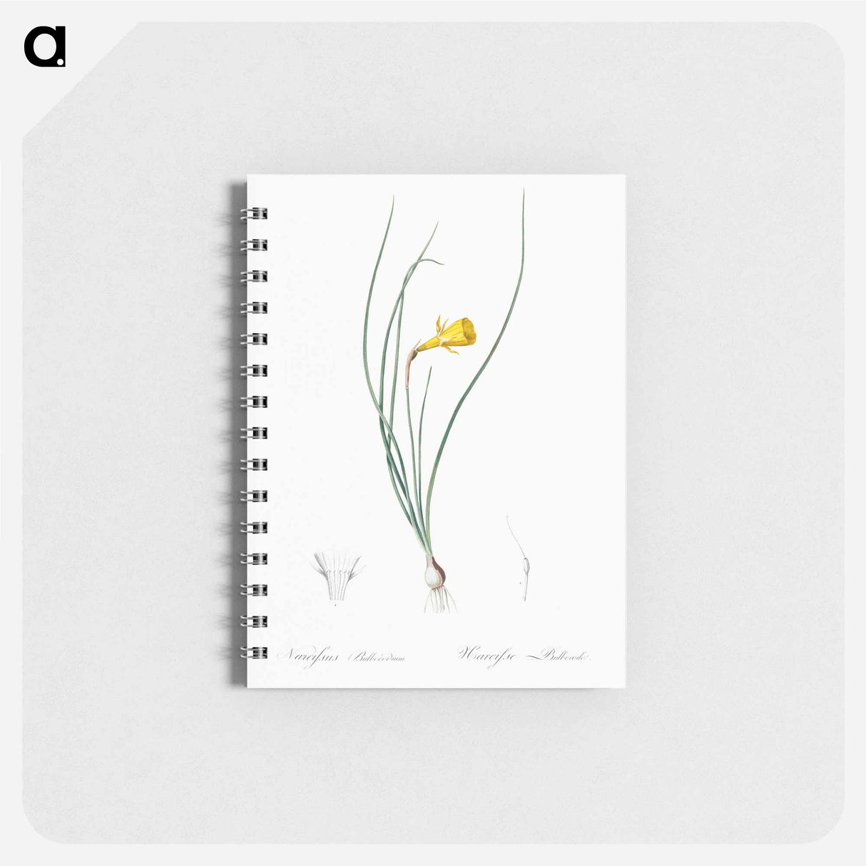 Daffodil illustration - ピエール ジョゼフ ルドゥーテ Memo.