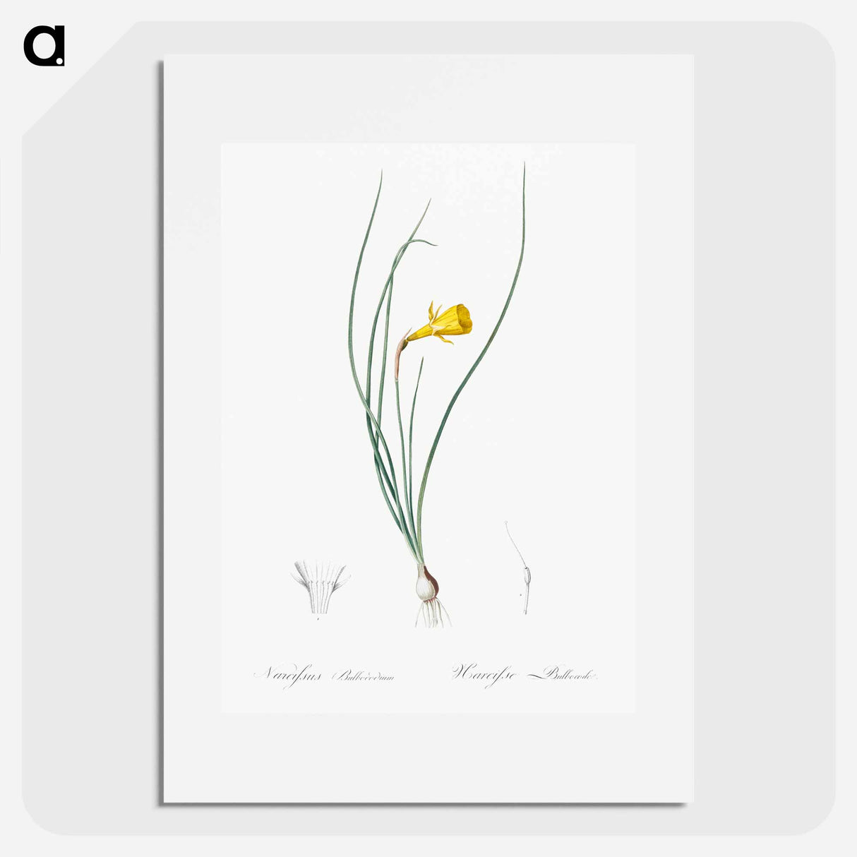 Daffodil illustration - Pierre Joseph Redouté Poster.