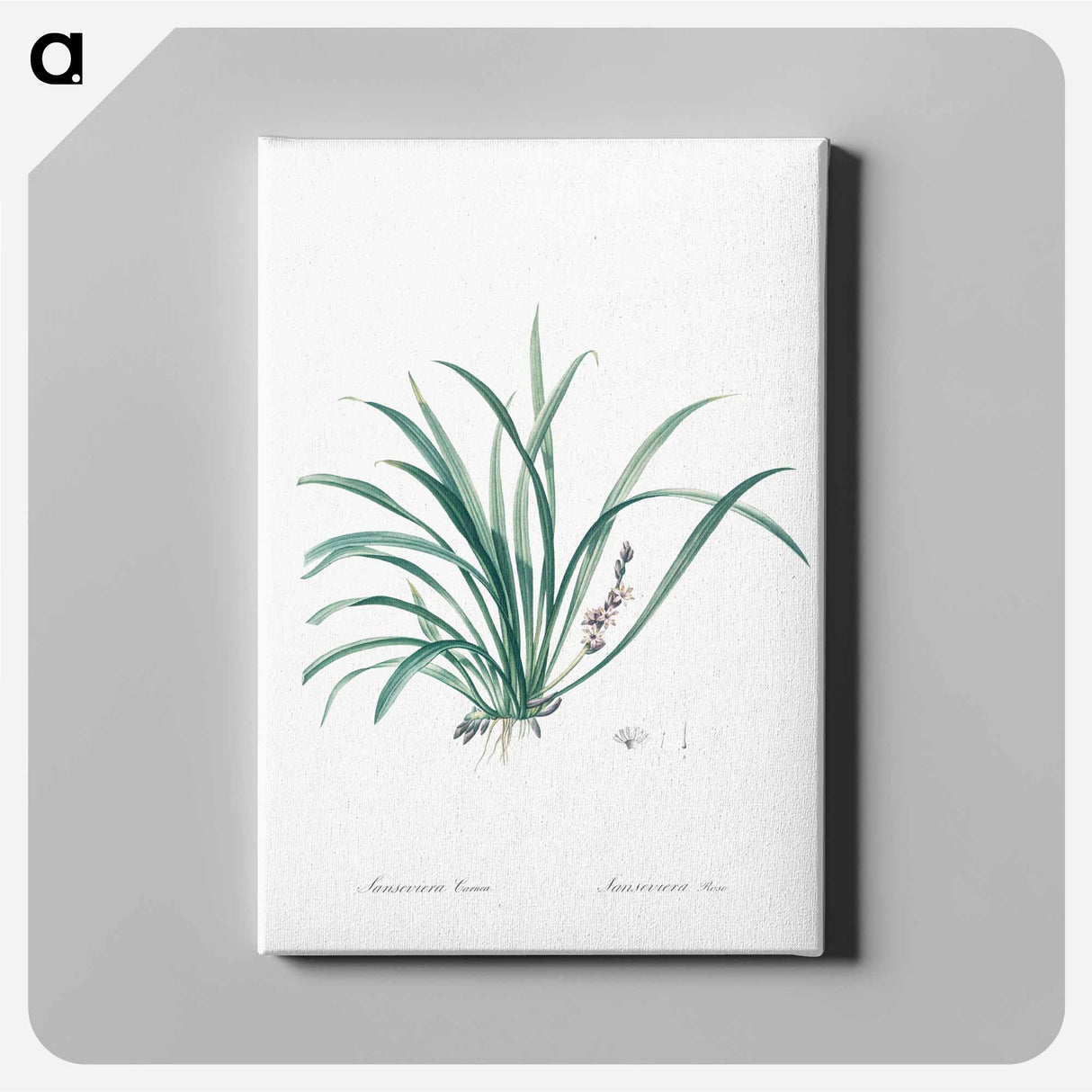 アートパネル-Sansevieria carnea illustration from Les liliacées - ピエール ジョゼフ ルドゥーテ Canvas.