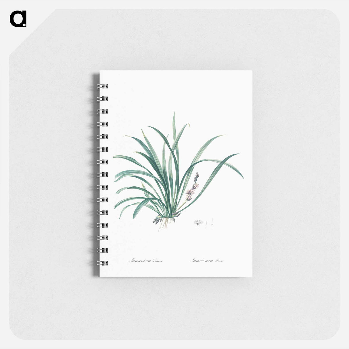 Sansevieria carnea illustration from Les liliacées - ピエール ジョゼフ ルドゥーテ Memo.