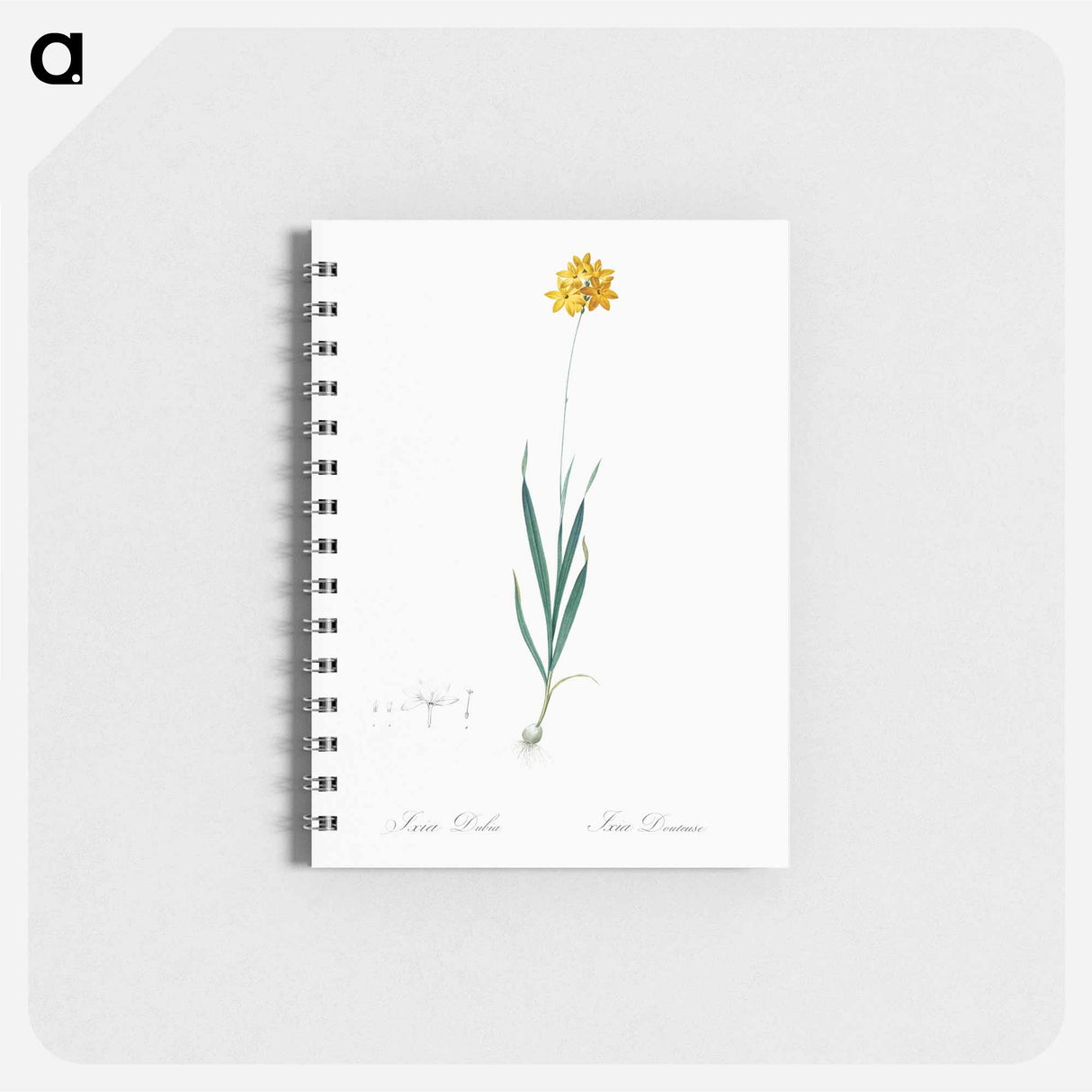 Orange Ixia - ピエール ジョゼフ ルドゥーテ Memo.