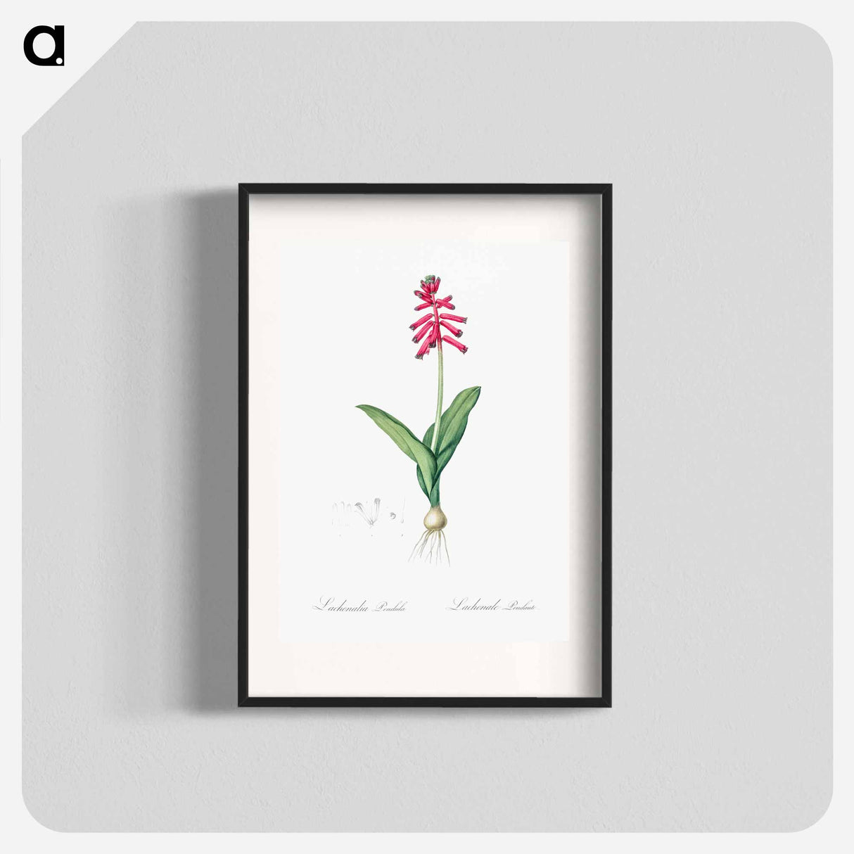 Lachenalia pendula illustration - Pierre Joseph Redouté Poster.