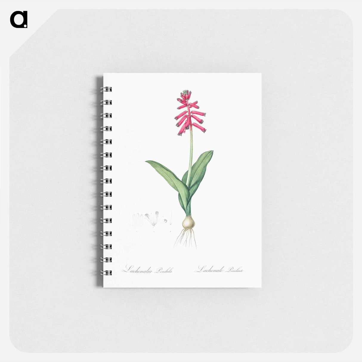 アートメモ帳-Lachenalia pendula illustration - ピエール ジョゼフ ルドゥーテ Memo.