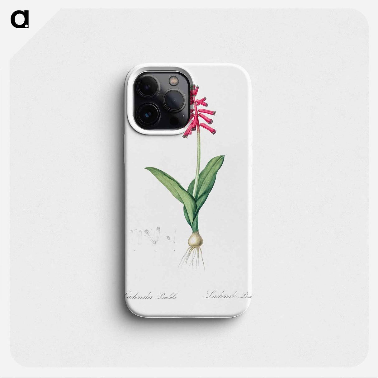 Lachenalia pendula illustration - Pierre Joseph Redouté Phone Case.