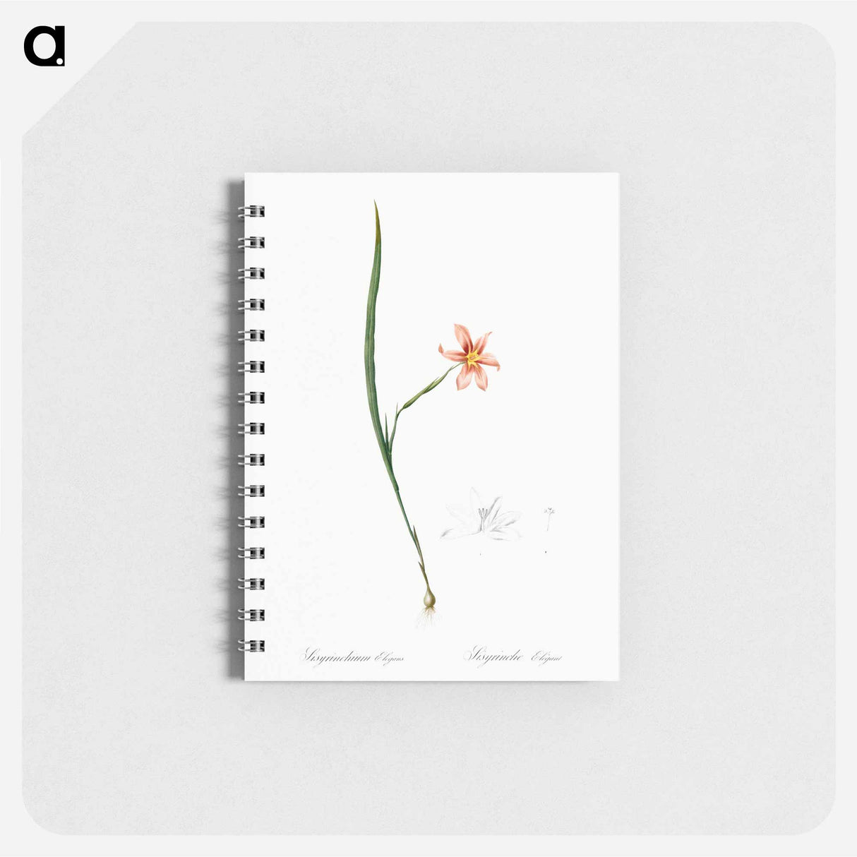 Sisyrinchium elegans - ピエール ジョゼフ ルドゥーテ Memo.