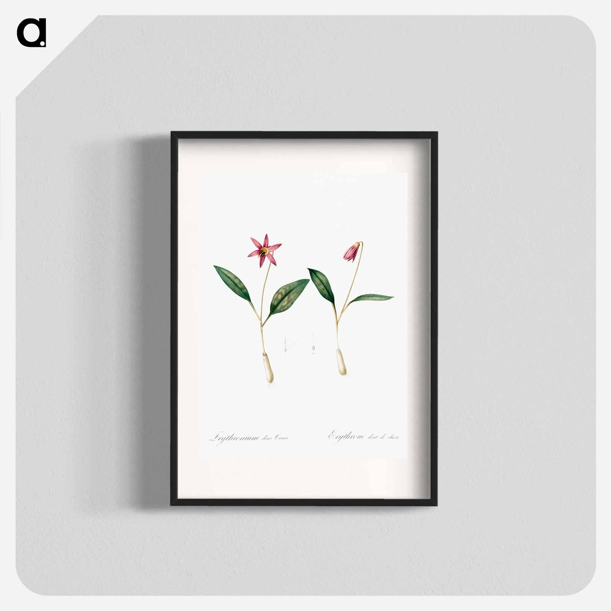 Erythronium - Pierre-Joseph Redouté Poster.