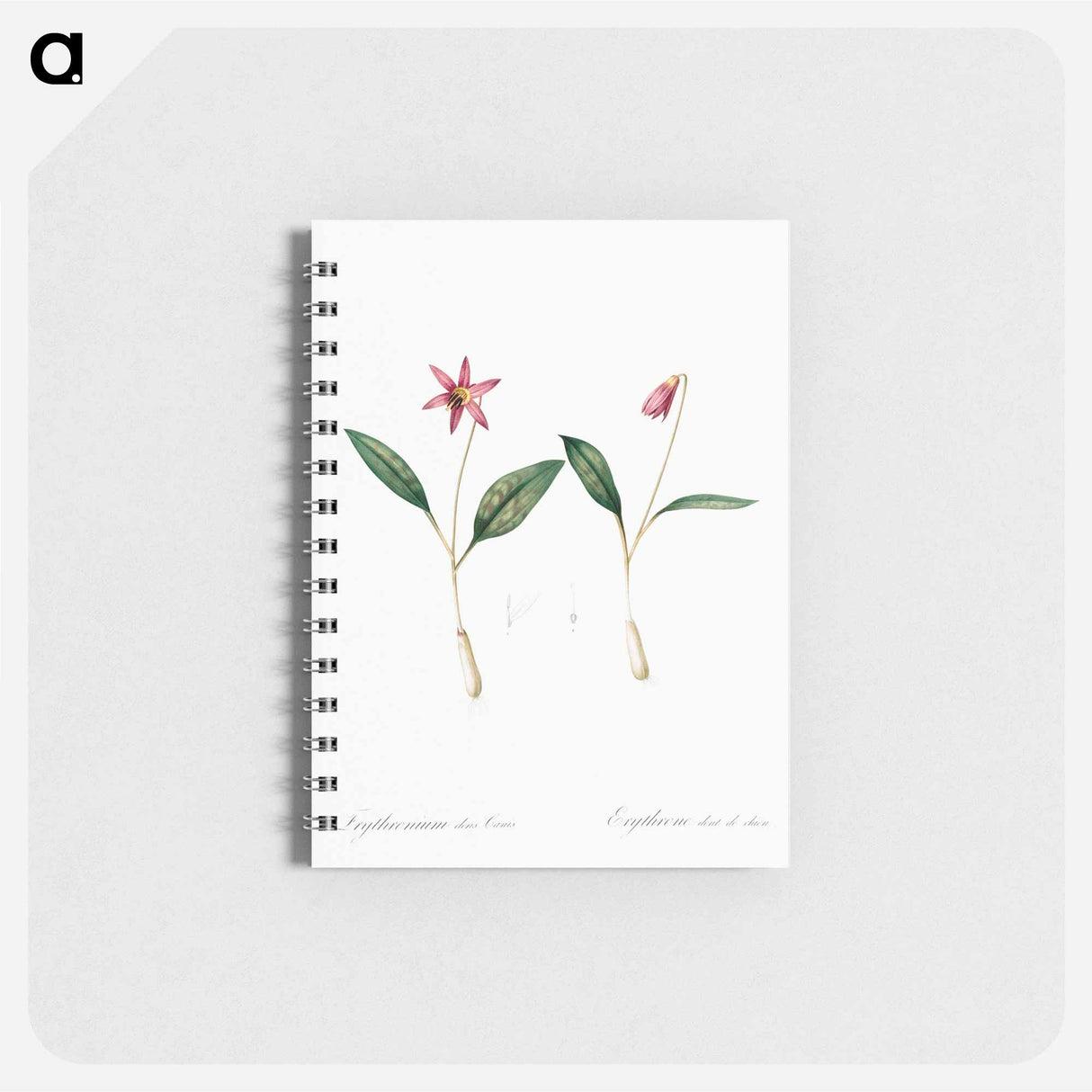 アートメモ帳-Erythronium - ピエール ジョゼフ ルドゥーテ Memo.