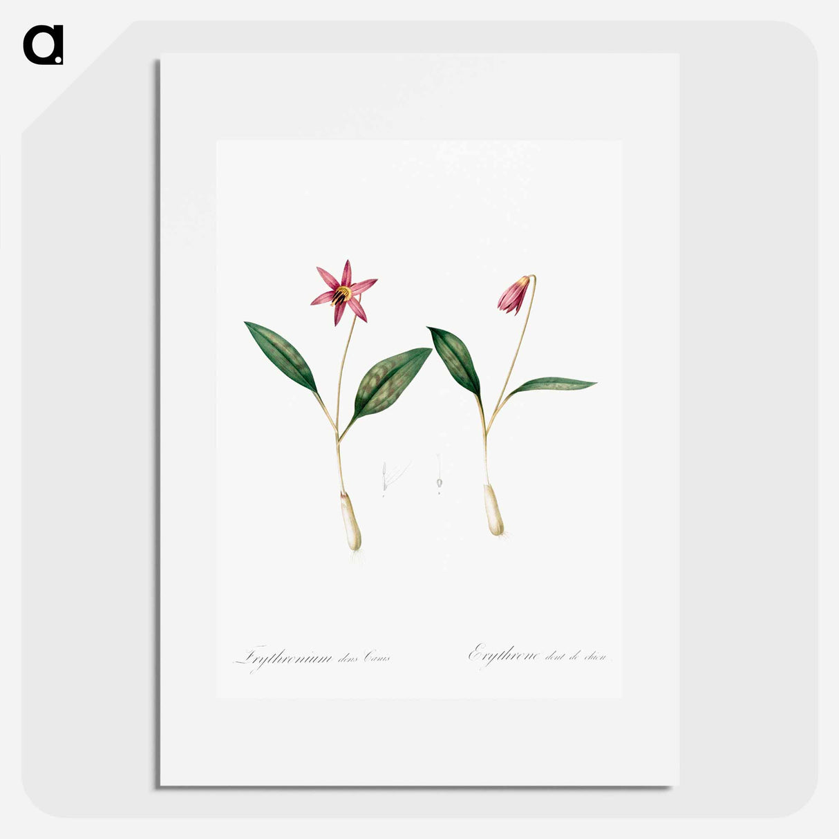 Erythronium - Pierre-Joseph Redouté Poster.