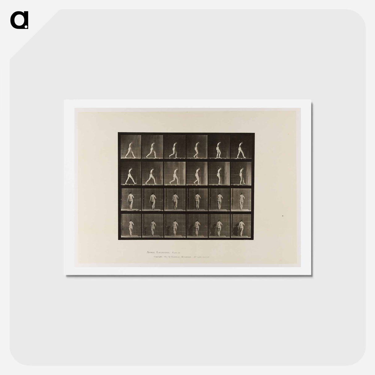 アートポストカード-Naked Woman Walking
- エドワード マイブリッジ Postcard.