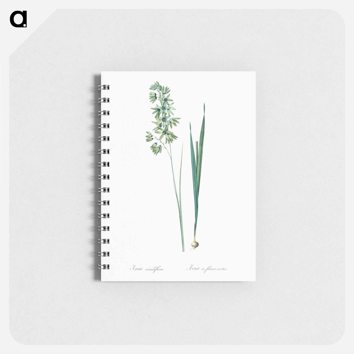 Turquoise ixia illustration - ピエール ジョゼフ ルドゥーテ Memo.