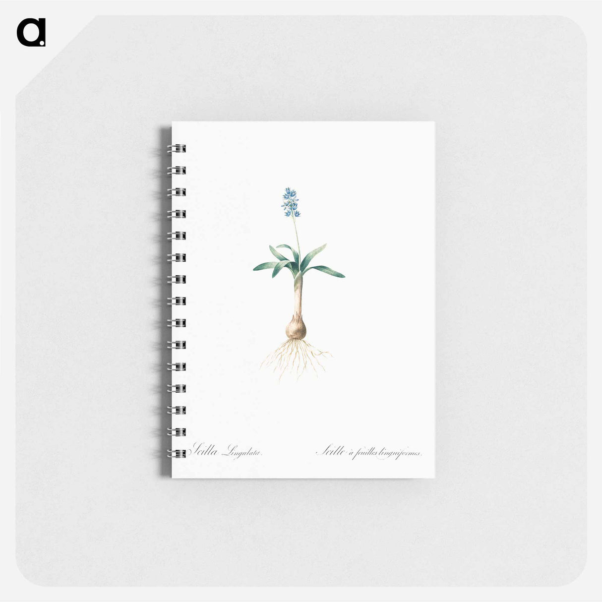 Scilla lingulata illustration from Les liliacées - ピエール ジョゼフ ルドゥーテ Memo.