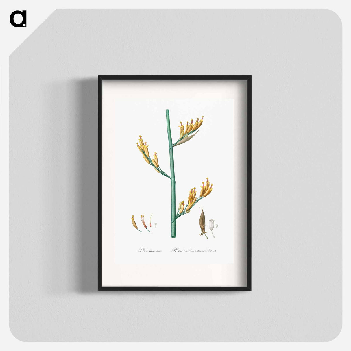 New Zealand flax illustration - Pierre Joseph Redouté Poster.