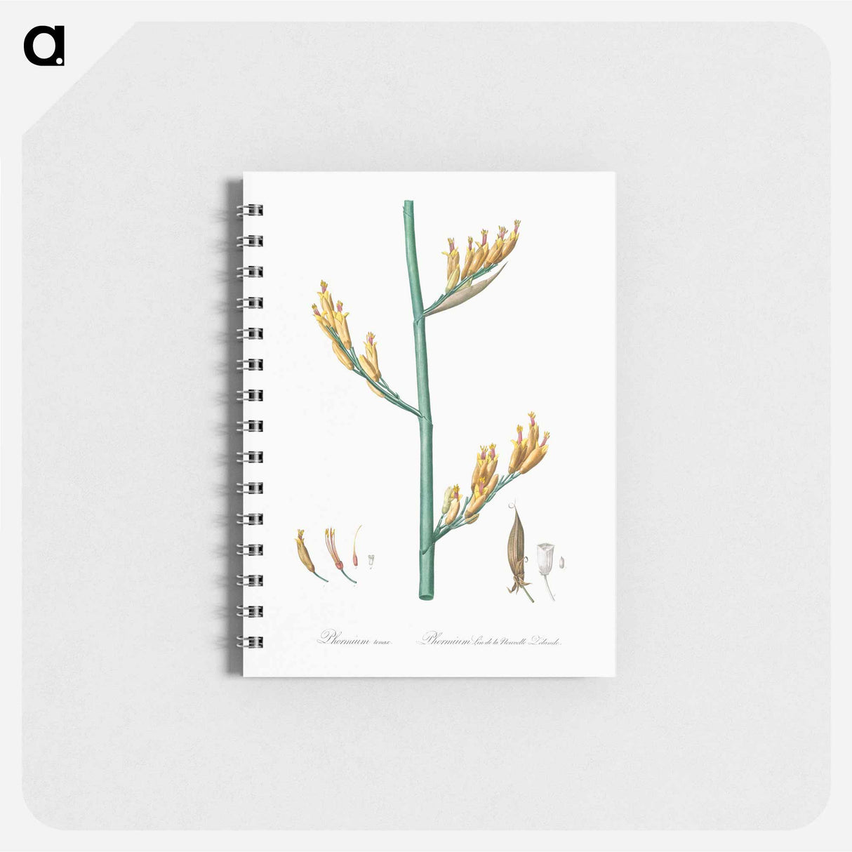 アートメモ帳-New Zealand flax illustration - ピエール ジョゼフ ルドゥーテ Memo.
