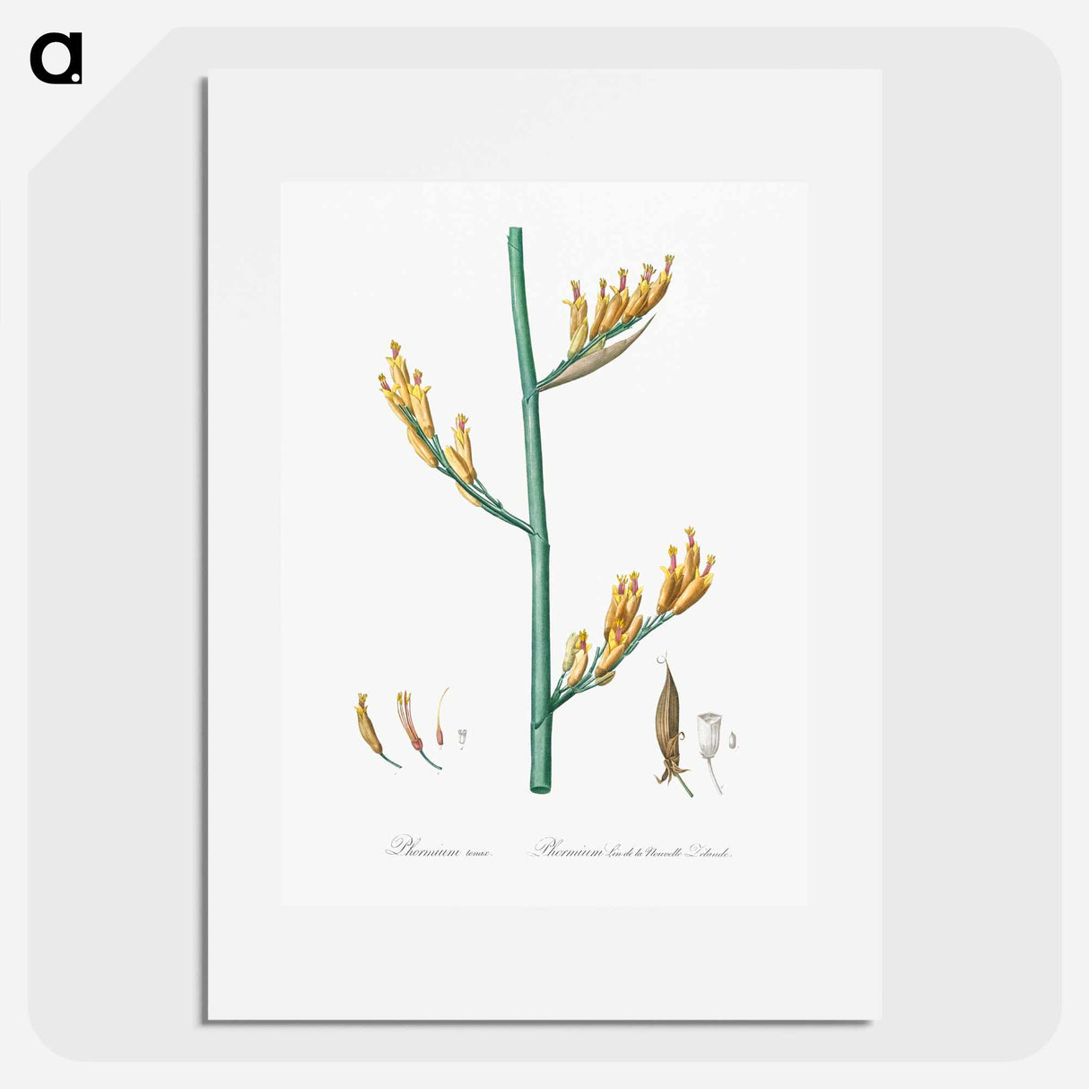 New Zealand flax illustration - Pierre Joseph Redouté Poster.