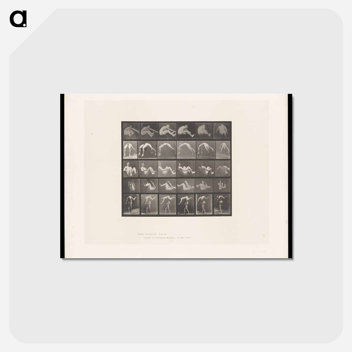 アートポストカード-Leaping Figure
- エドワード マイブリッジ Postcard.