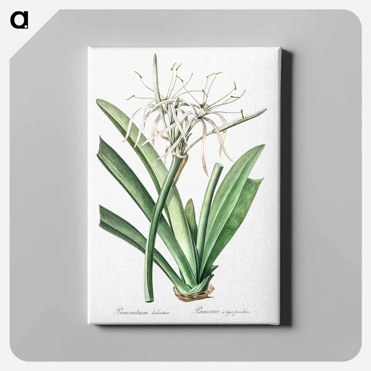 アートパネル-Caribbean spider-lily illustration - ピエール ジョゼフ ルドゥーテ Canvas.