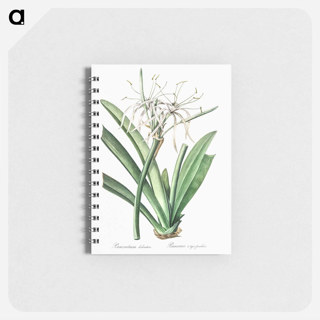 アートメモ帳-Caribbean spider-lily illustration - ピエール ジョゼフ ルドゥーテ Memo.