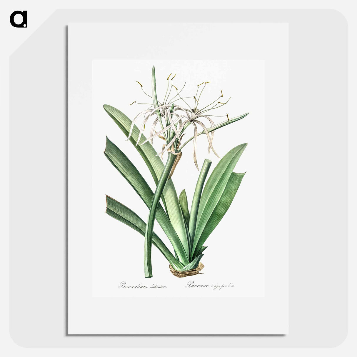 アートポスター-Caribbean spider-lily illustration - ピエール ジョゼフ ルドゥーテ Poster.