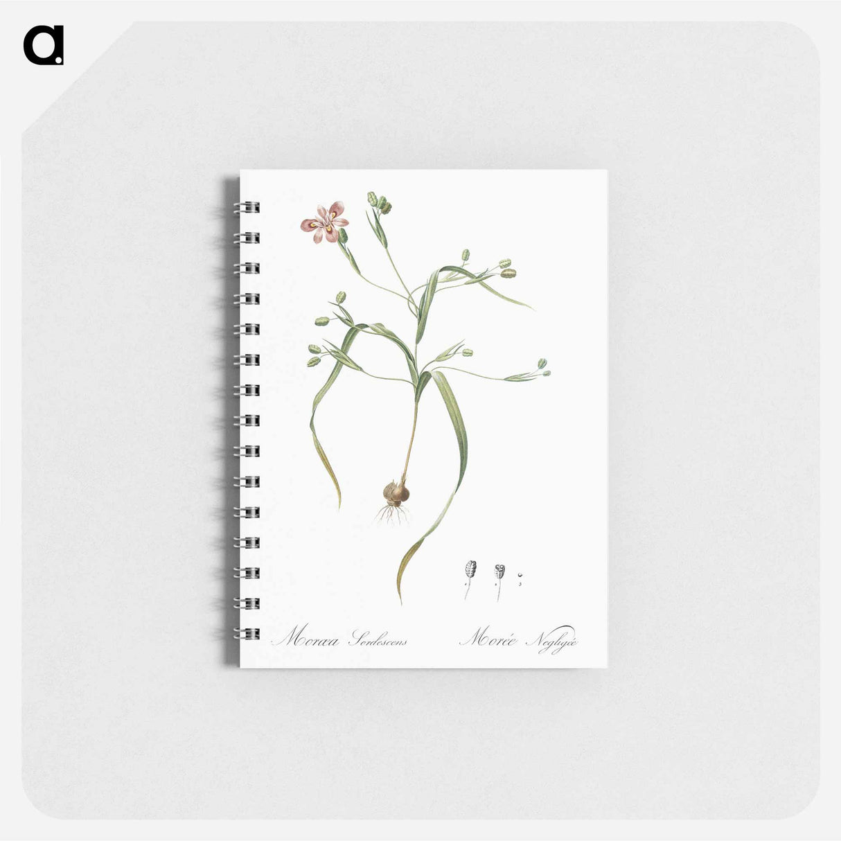 Moraea sordescens - ピエール ジョゼフ ルドゥーテ Memo.