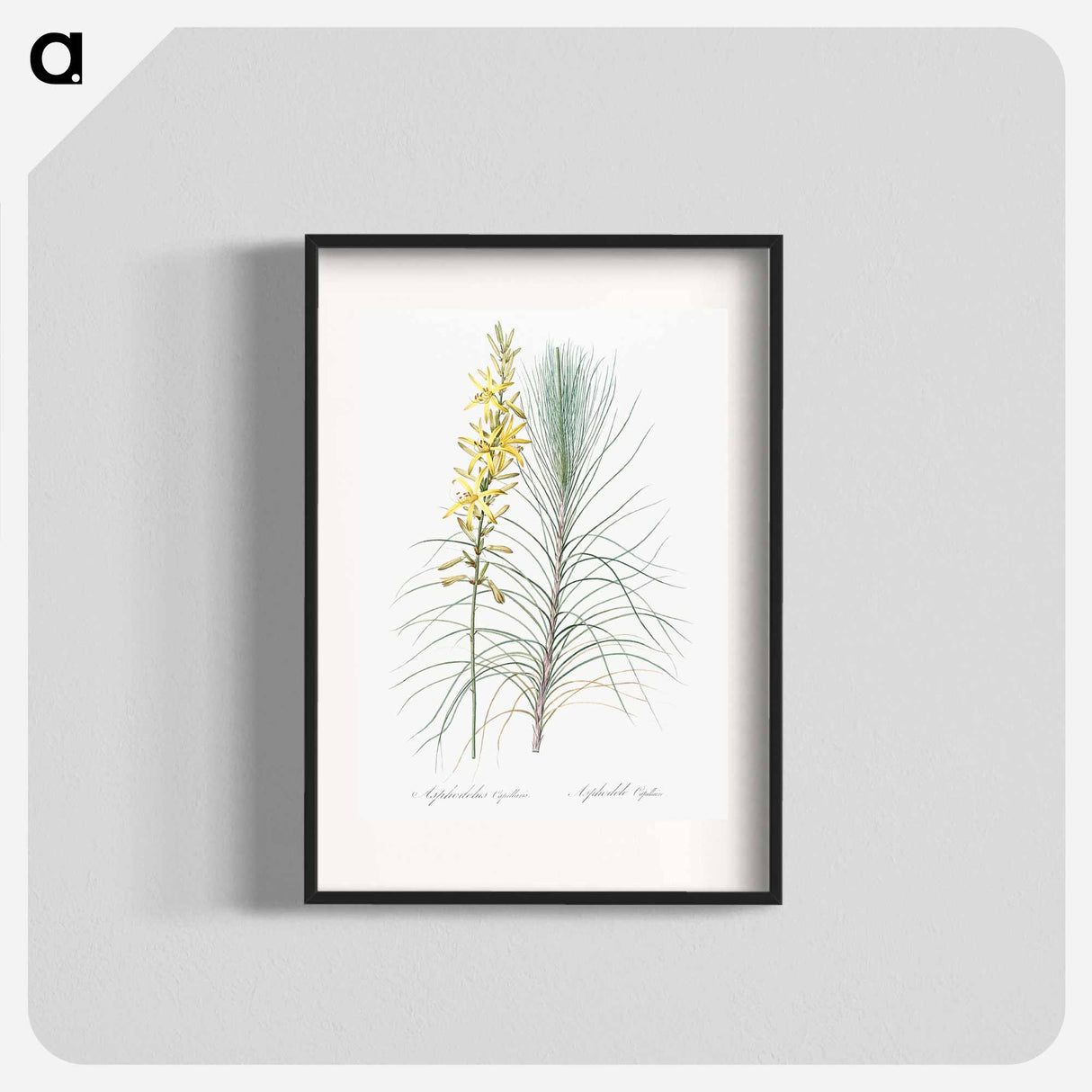 Jacob's rod illustration - Pierre Joseph Redouté Poster.