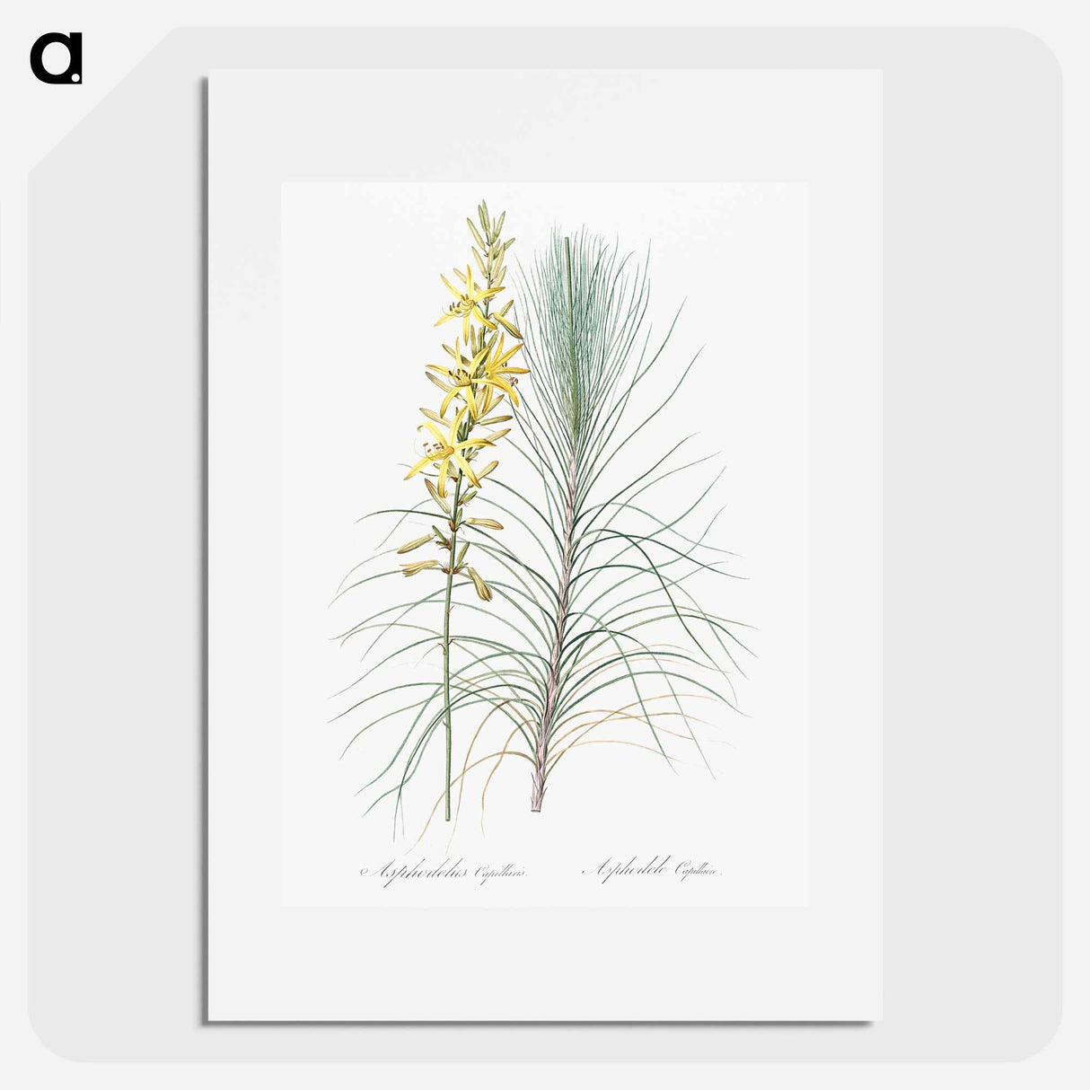 Jacob's rod illustration - Pierre Joseph Redouté Poster.