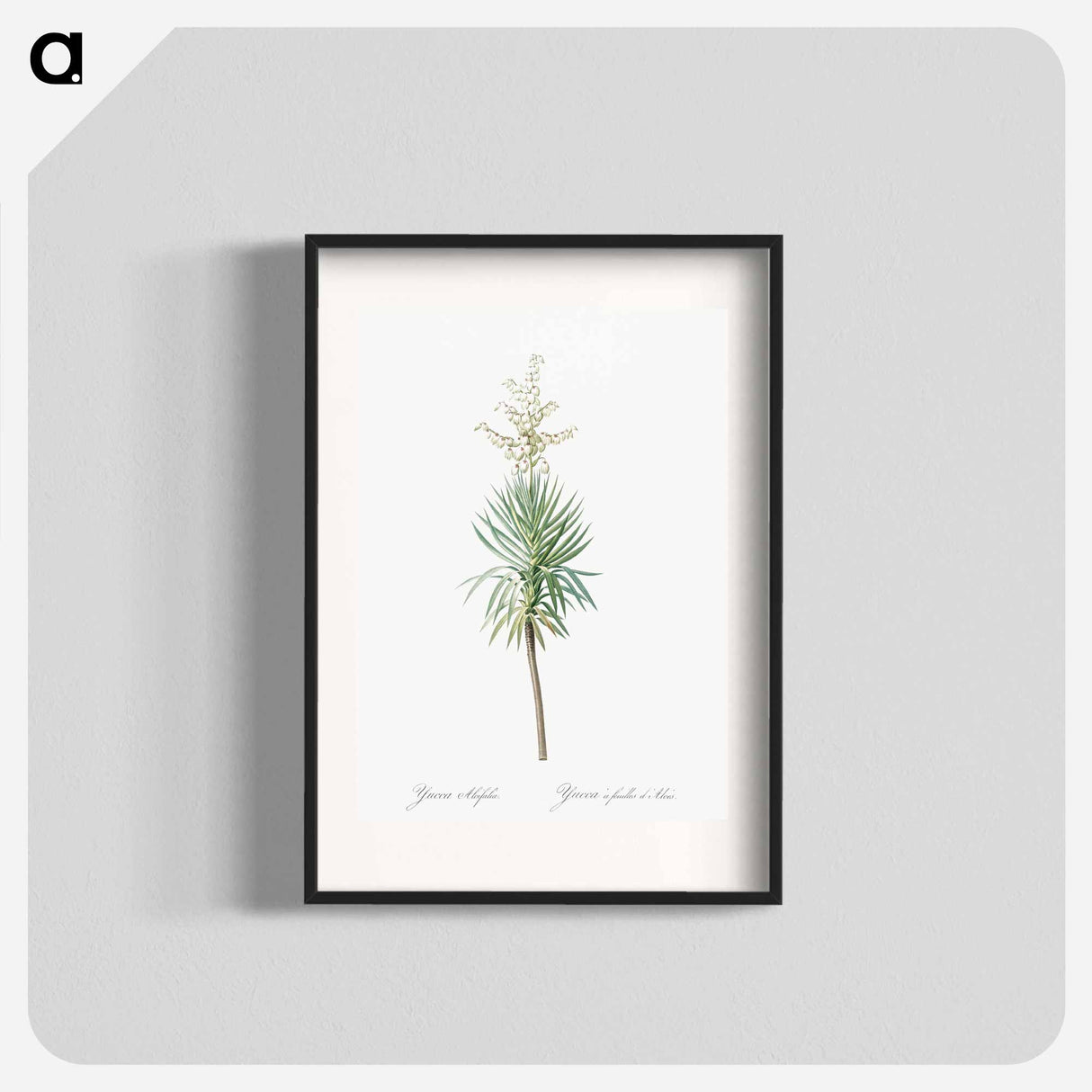 アートポスター-Aloe yucca illustration - ピエール ジョゼフ ルドゥーテ Poster.