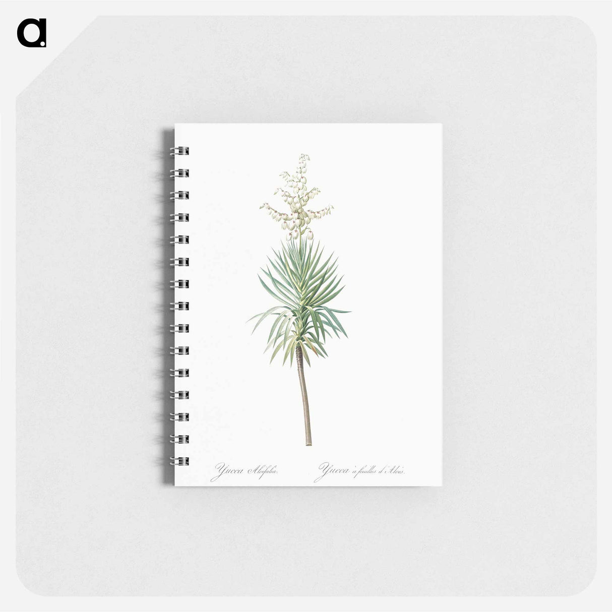 アートメモ帳-Aloe yucca illustration - ピエール ジョゼフ ルドゥーテ Memo.