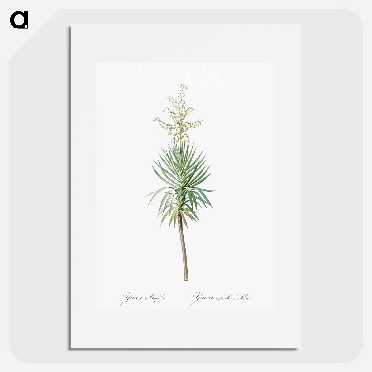 アートポスター-Aloe yucca illustration - ピエール ジョゼフ ルドゥーテ Poster.