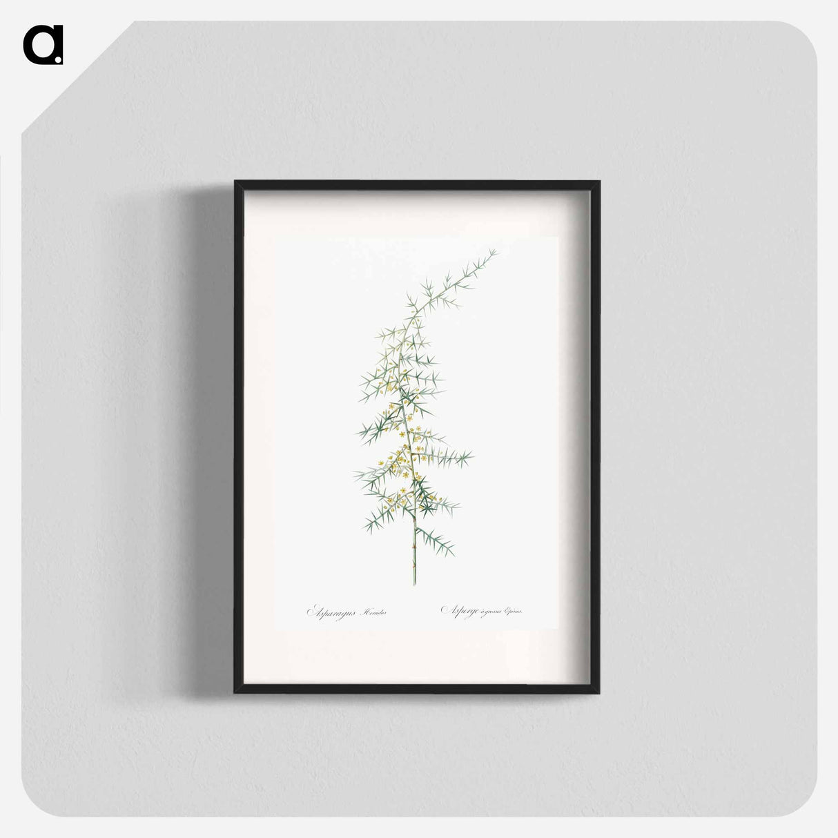 Asparagus horridus - Pierre Joseph Redouté Poster.