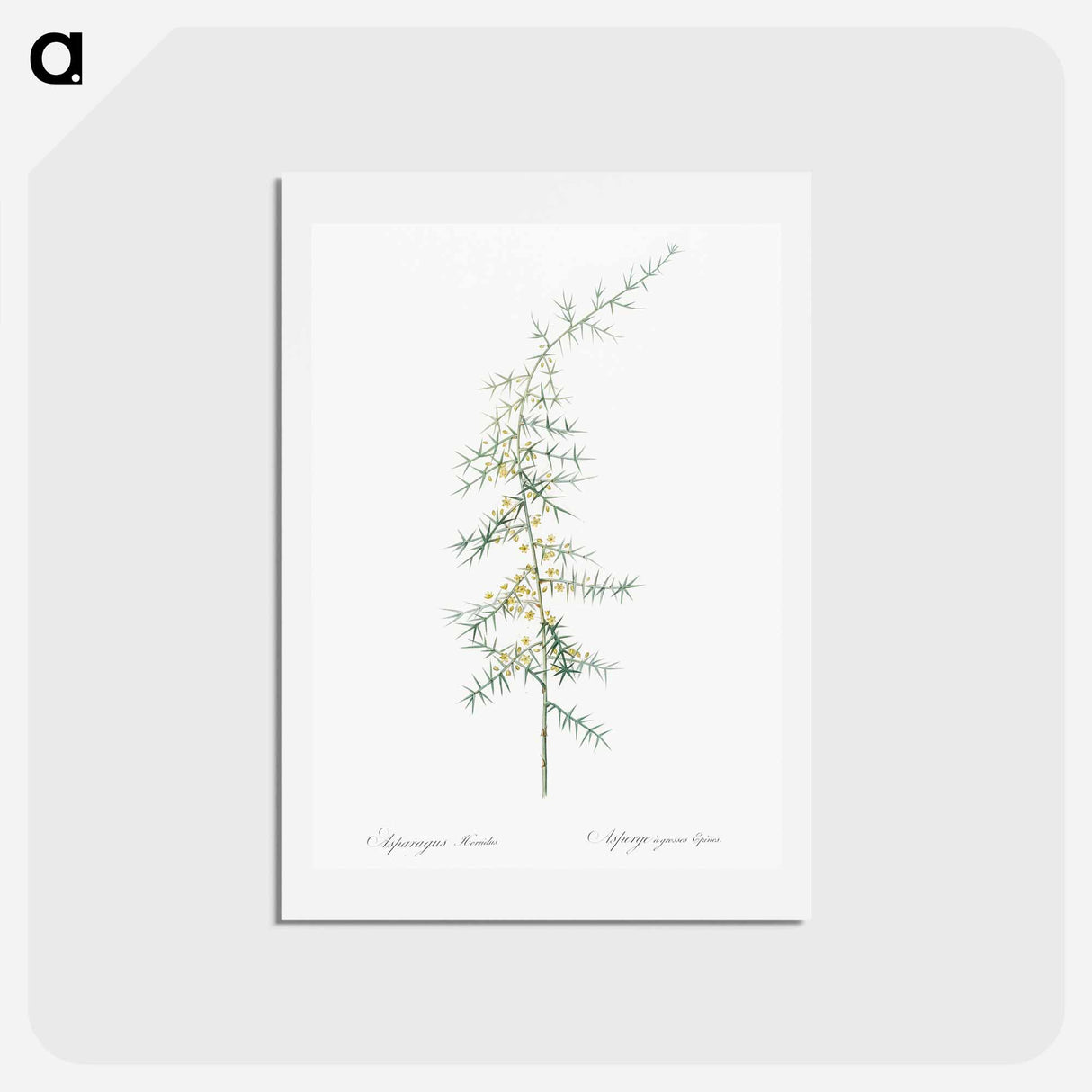 アートポストカード-Asparagus horridus - ピエール ジョゼフ ルドゥーテ Postcard.