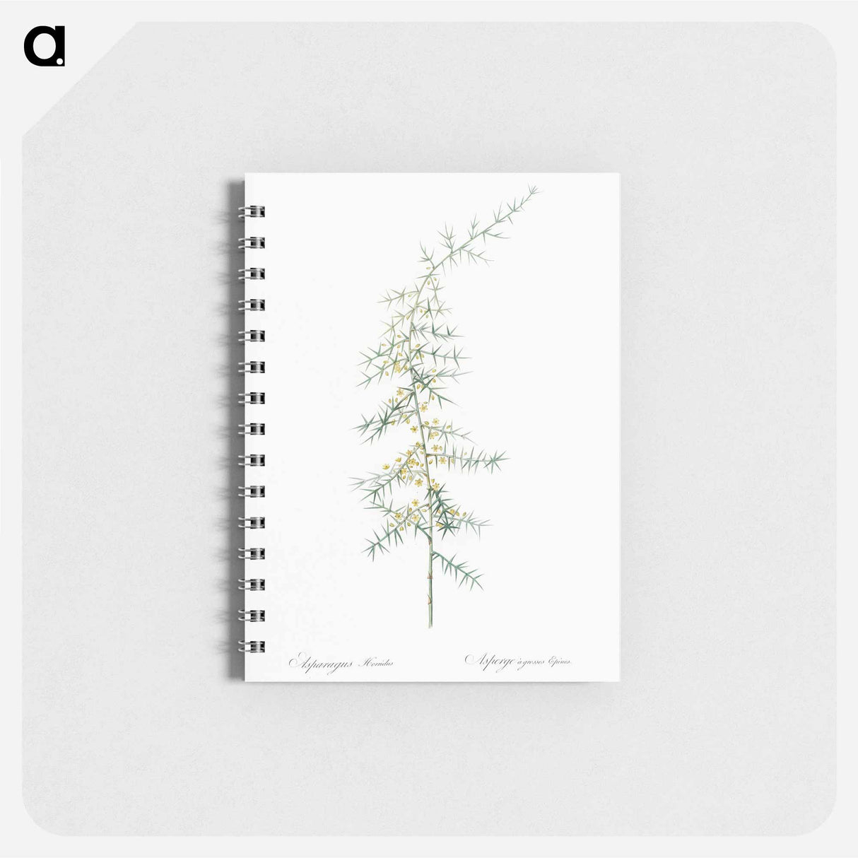 アートメモ帳-Asparagus horridus - ピエール ジョゼフ ルドゥーテ Memo.