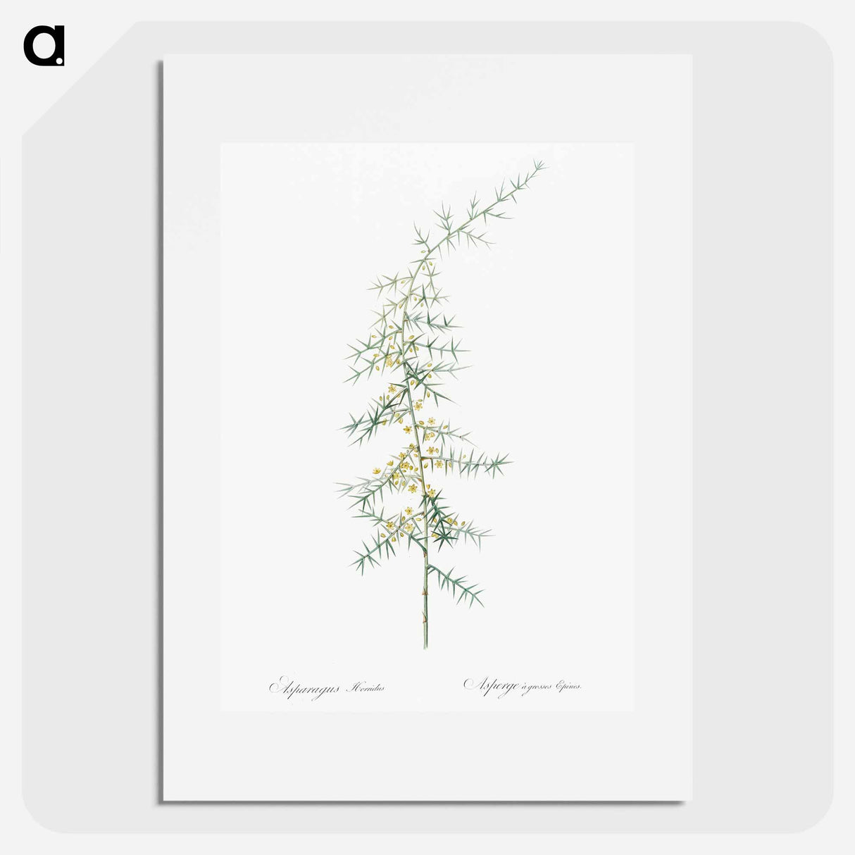 Asparagus horridus - Pierre Joseph Redouté Poster.