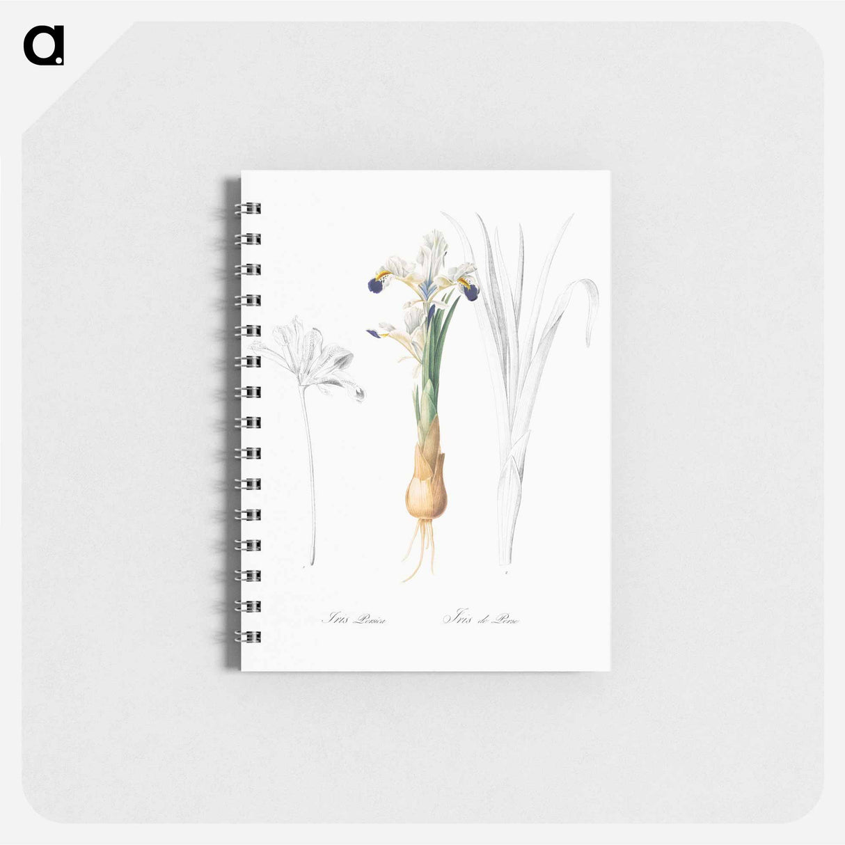 Iris Persica - ピエール ジョゼフ ルドゥーテ Memo.