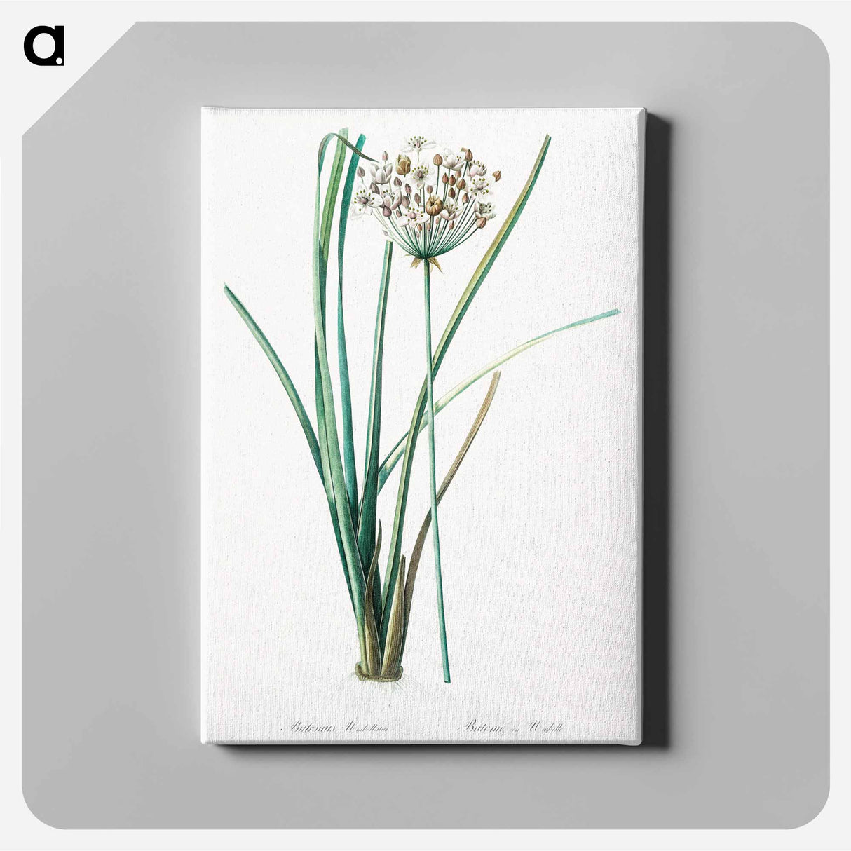 アートパネル-Flowering rush - ピエール ジョゼフ ルドゥーテ Canvas.