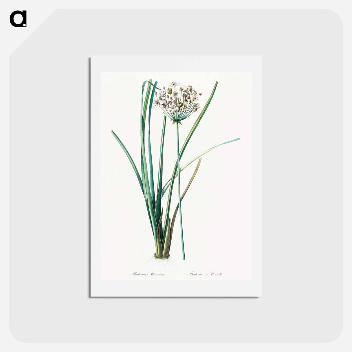 アートポストカード-Flowering rush - ピエール ジョゼフ ルドゥーテ Postcard.