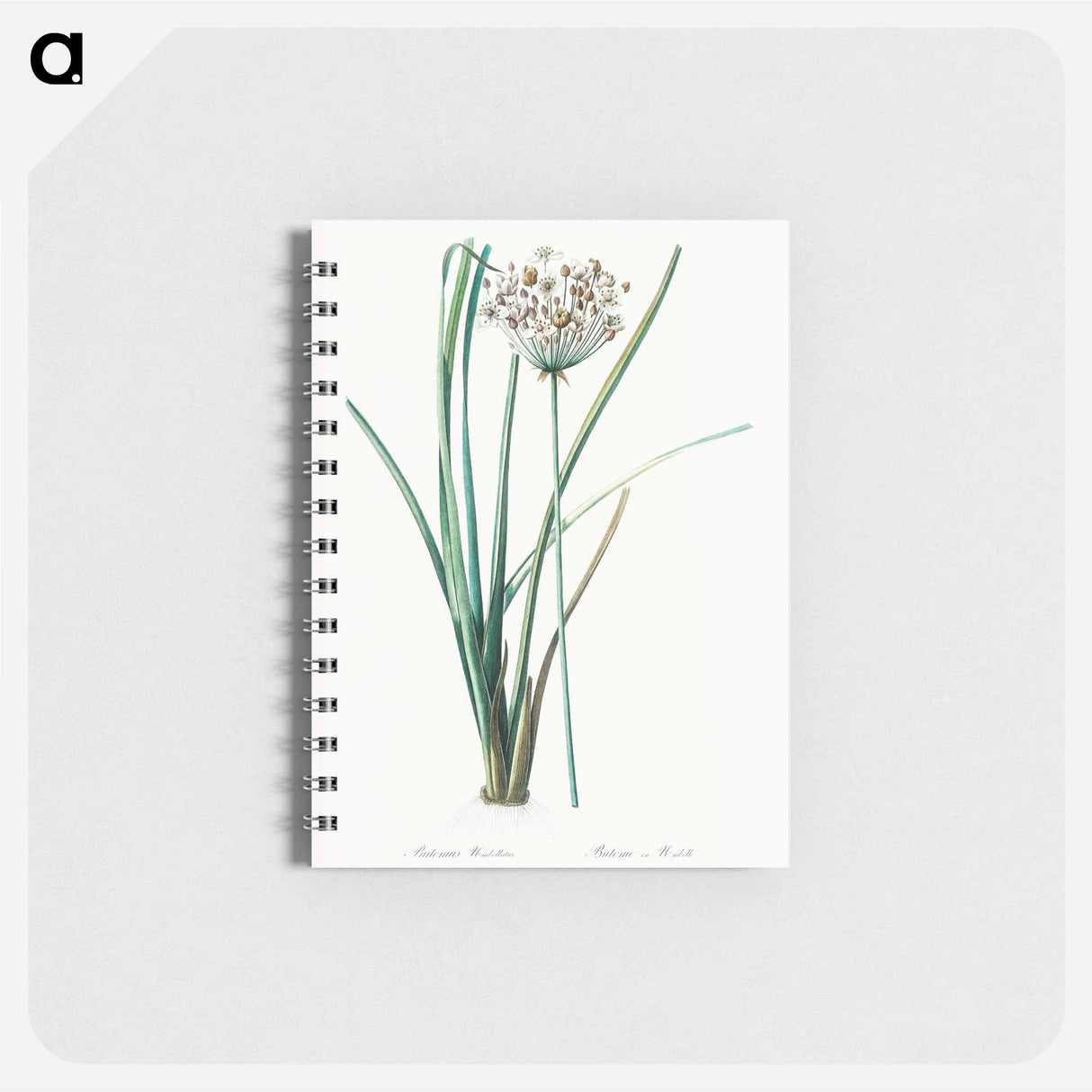 Flowering rush - ピエール ジョゼフ ルドゥーテ Memo.