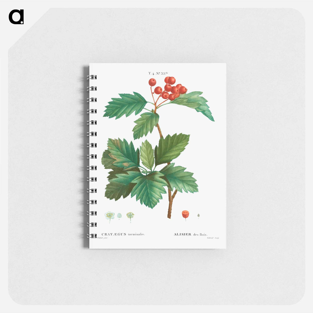 Wild service tree - ピエール ジョゼフ ルドゥーテ Memo.