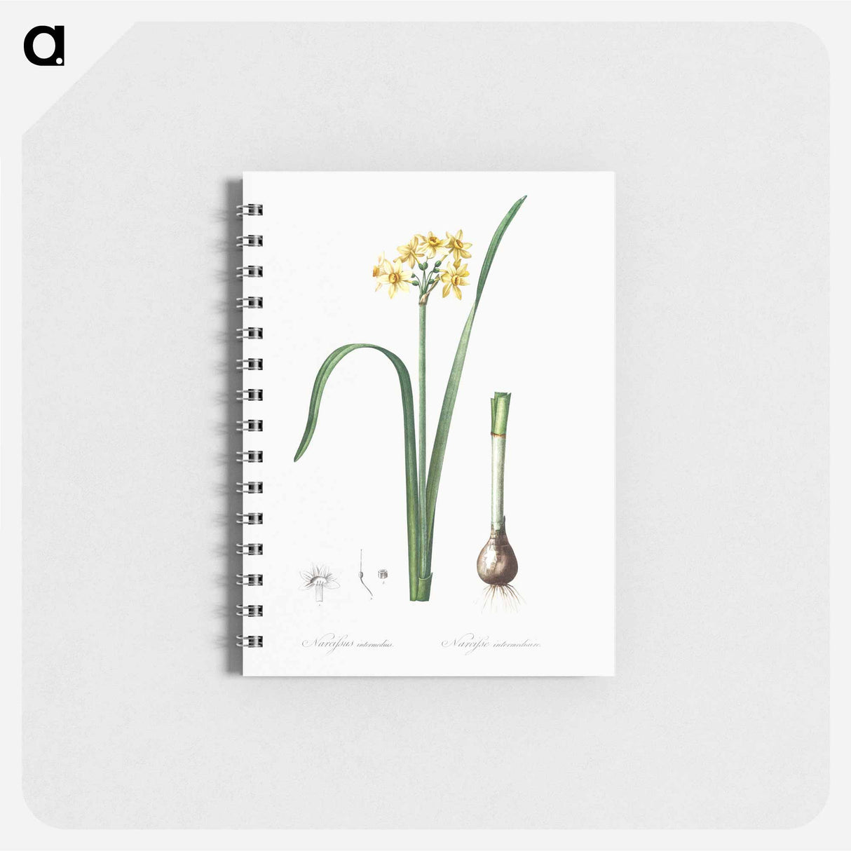 Cowslip cupped daffodil illustration - ピエール ジョゼフ ルドゥーテ Memo.