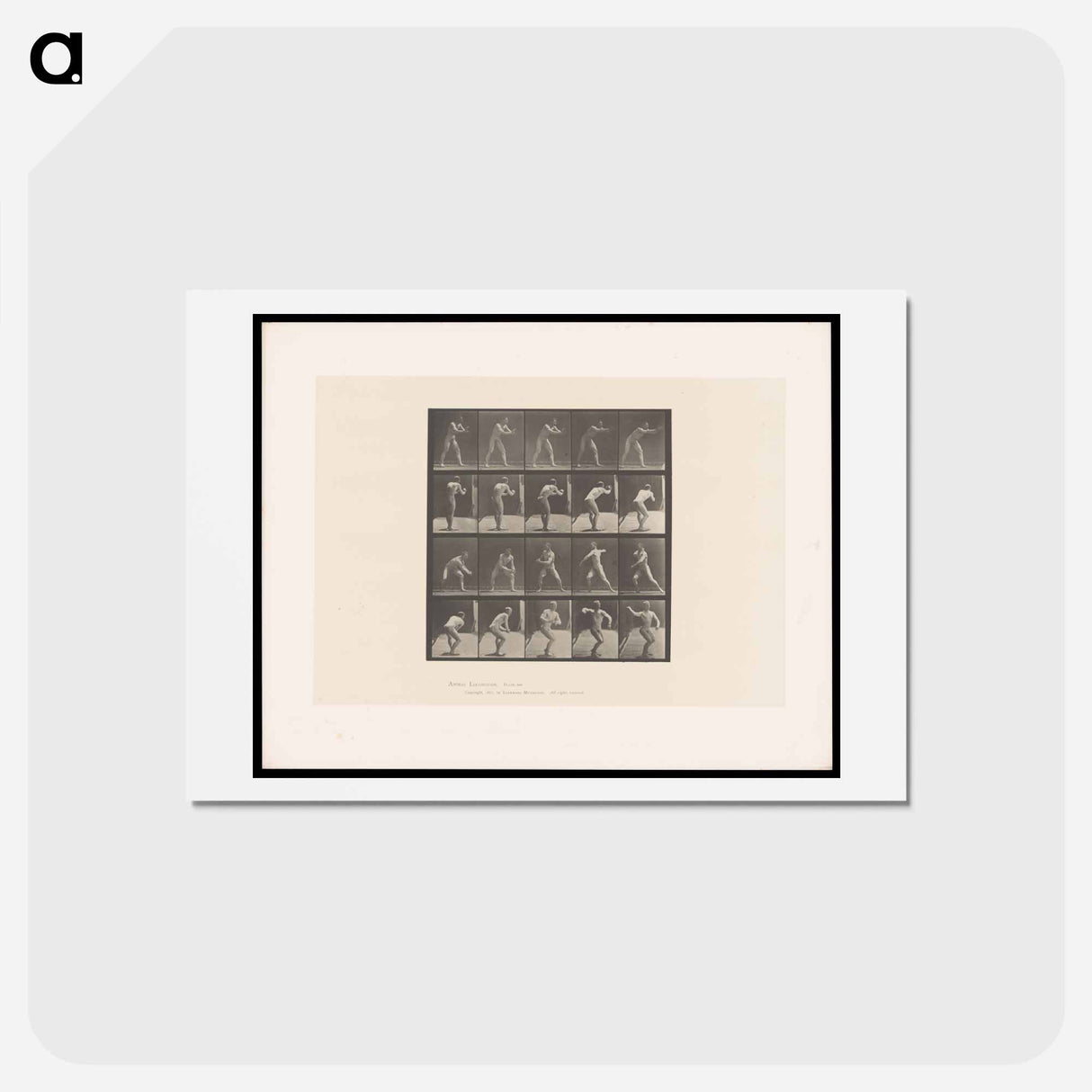アートポストカード-The Throw
- エドワード マイブリッジ Postcard.